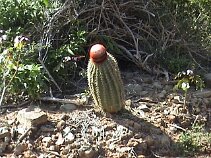 Turkshead A Turkshead cactus. (If I remember correctly, the sap was very good for colds! )