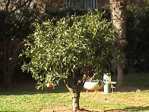 Oranges ... and at the same time an Orange tree!