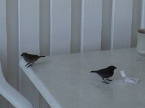 DSC00244 Birds feeding on sugar put on the Hotel room veranda table