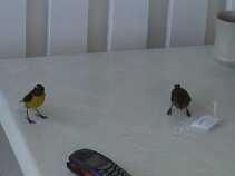 DSC00245 Birds feeding on sugar put on the Hotel room veranda table