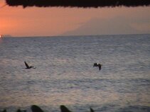 DSC00259 Pelicans at sunset