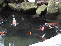 megacoy The Heathman Lodge has a very beautiful pond area at the entrance ...and had some massive Coy Carp in it!