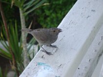 DSC00360 The local birds were very friendly, especially if they have nicked the sugar from your room.